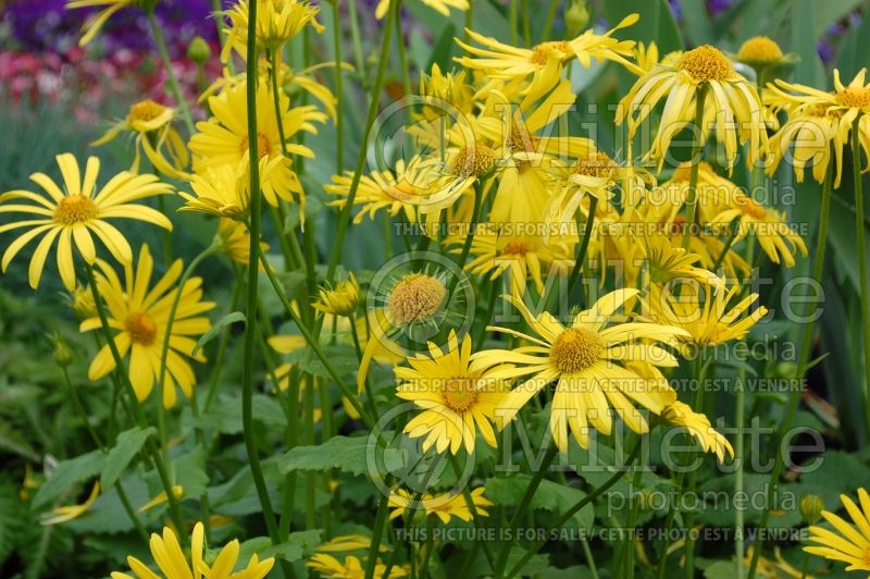 Doronicum Leonardo Compact (Leopard's Bane) 7 