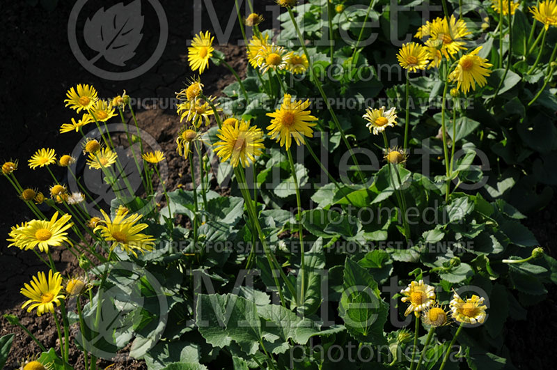 Doronicum Leonardo Compact (Leopard's Bane)  1