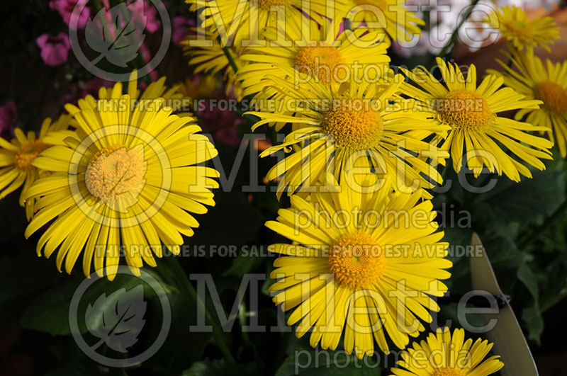 Doronicum Leonardo Compact (Leopard's Bane)  4