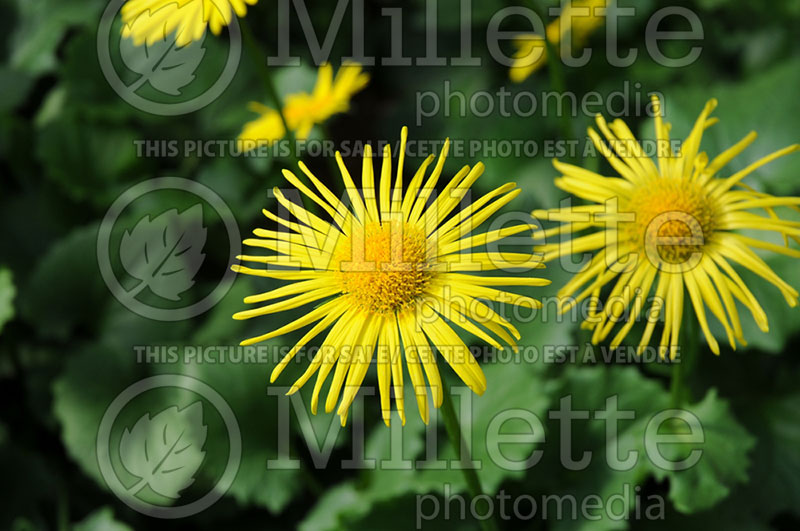 Doronicum Leonardo Compact (Leopard's Bane)  3