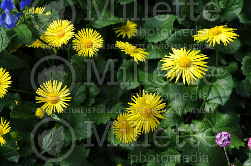 Doronicum Leonardo Compact (Leopard's Bane)  2