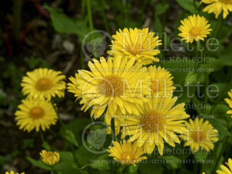 Doronicum Magnificum (Leopard's Bane) 3 