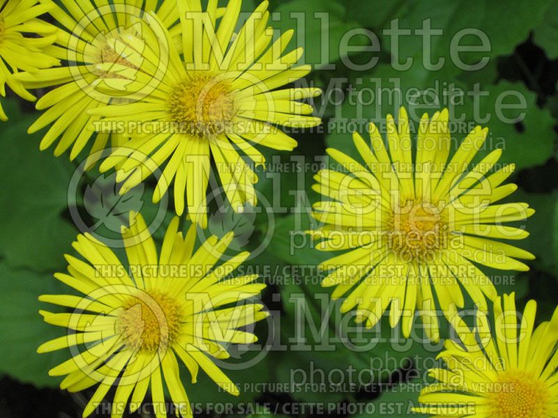 Doronicum Magnificum (Leopard's Bane)  2