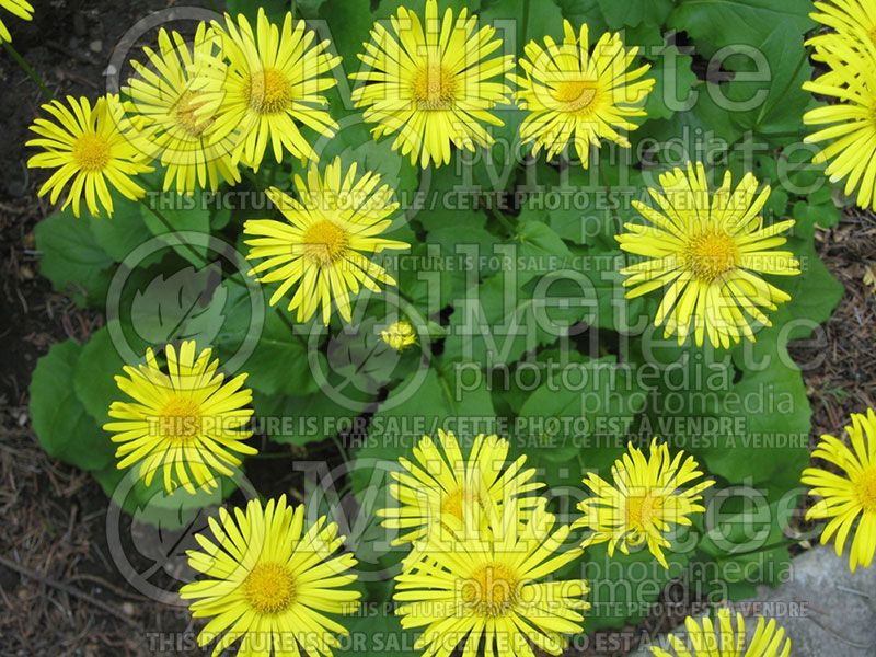 Doronicum Magnificum (Leopard's Bane) 1