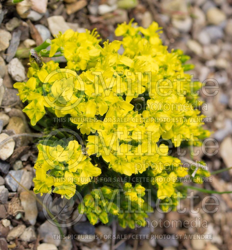 Draba thymbriphyvestus (Draba) 1 