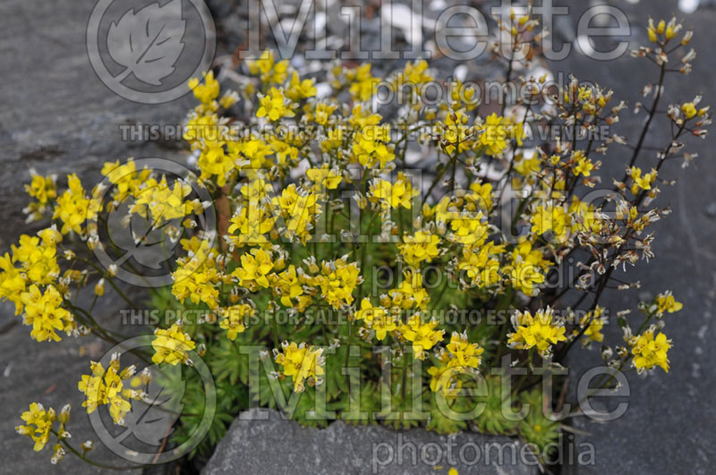 Draba Rochel (Draba) 1