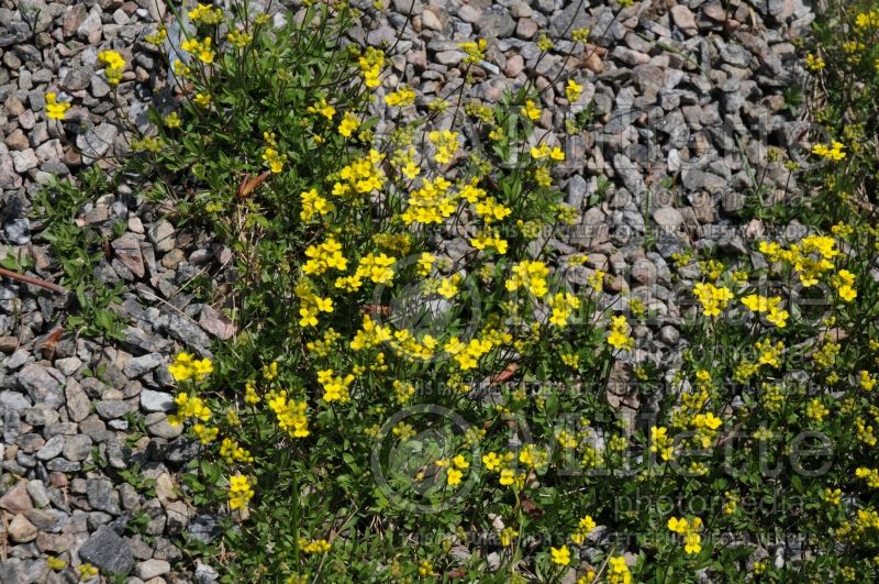 Draba sibirica (Siberian whitlowgrass) 1 