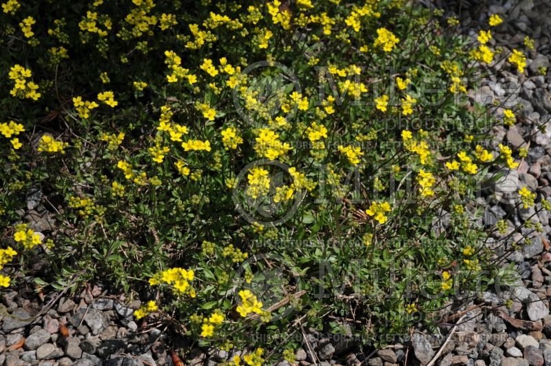 Draba sibirica (Siberian whitlowgrass) 2 