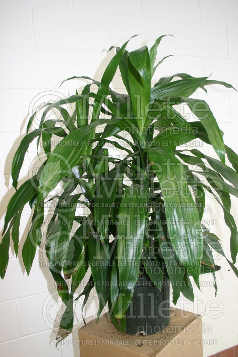 Dracaena Janet Craig (Dracaena) 1