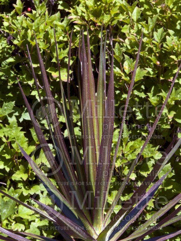 Dracaena Cordylena Bloodstone (False Dracaena cabbage tree) 1 