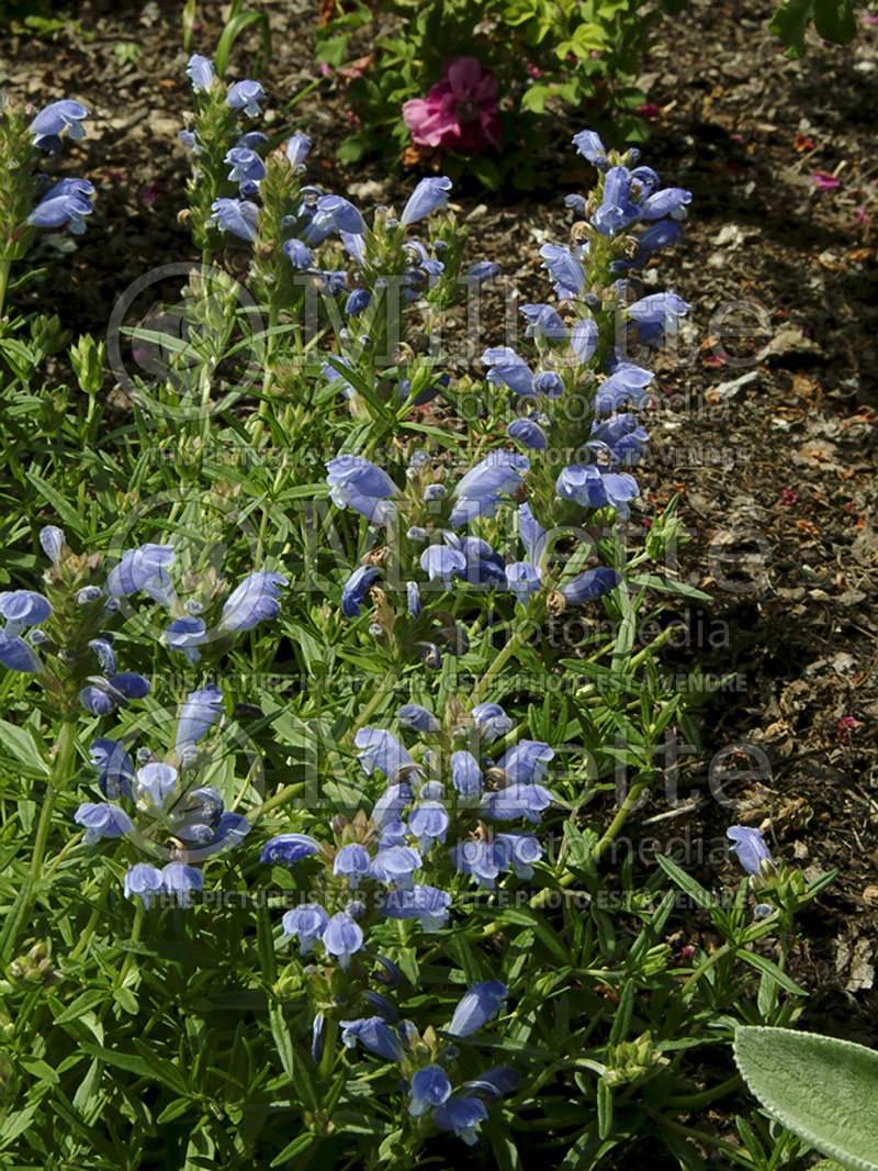 Dracocephalum Fuji Blue (Blue Dragonhead)  1 