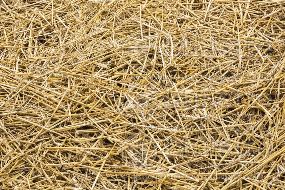 Dried stalks of straw in garden plot 1