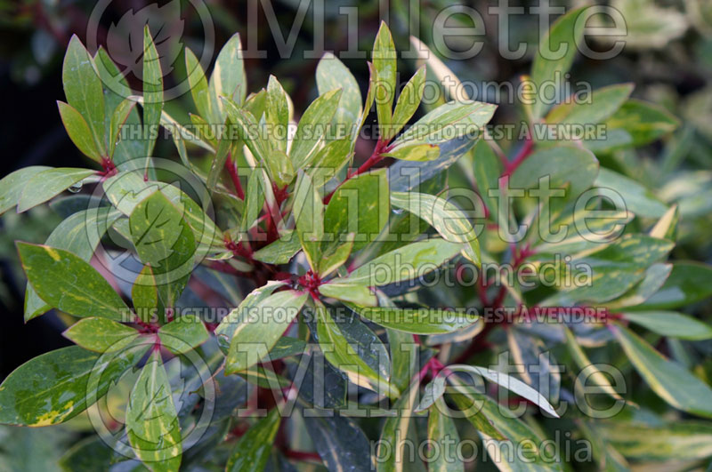 Drimys Suzette (Variegated Mountain Pepper)  1 