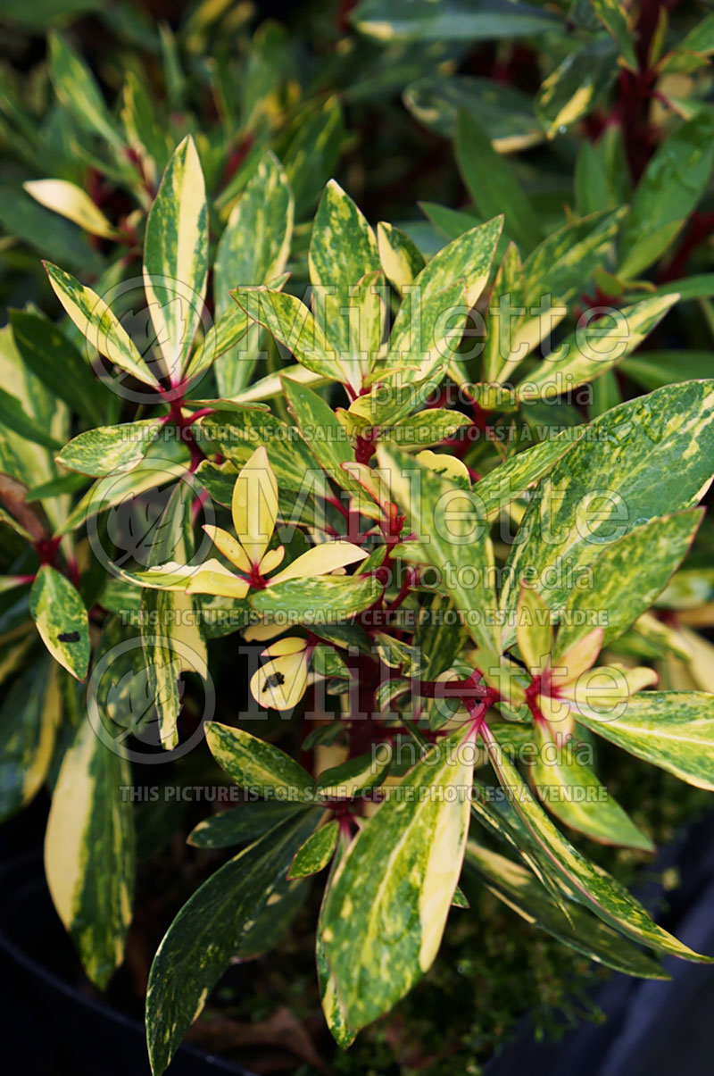 Drimys Suzette (Variegated Mountain Pepper)  2 