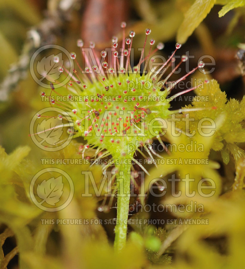 Drosera rotundifolia (Common sundew) 1 