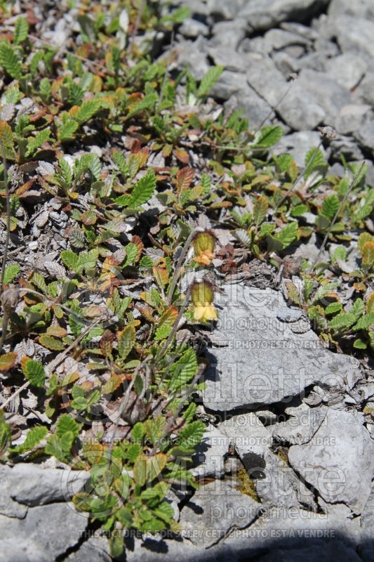 Dryas drummondii (Yellow Mountain Avens) 1