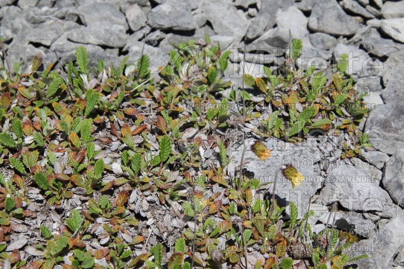 Dryas drummondii (Yellow Mountain Avens) 2