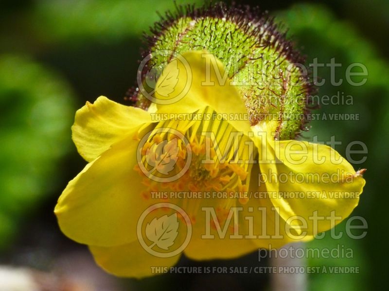 Dryas drummondii (Yellow Mountain Avens) 6