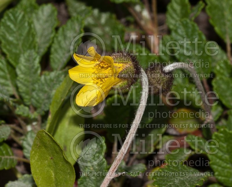 Dryas drummondii (Yellow Mountain Avens) 7