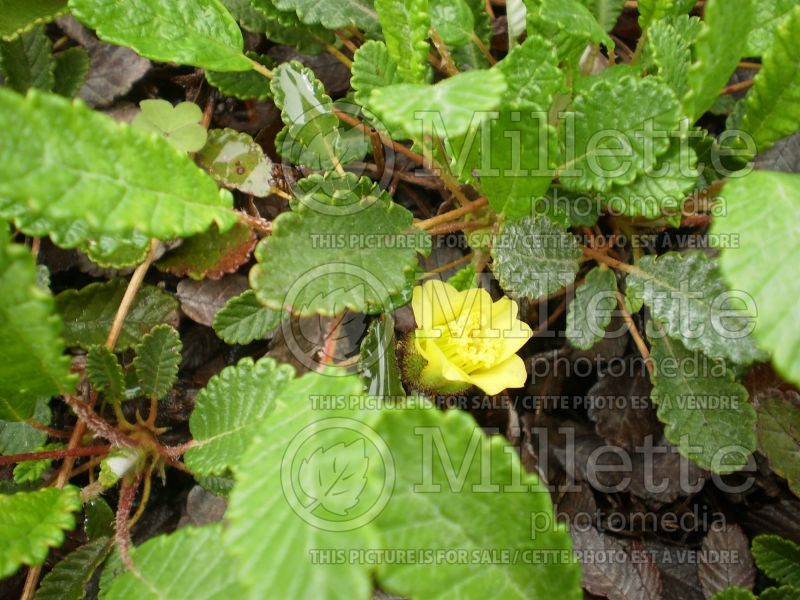 Dryas drummondii (Yellow Mountain Avens) 5