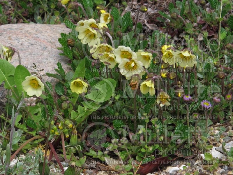 Dryas drummondii (Yellow Mountain Avens) 8