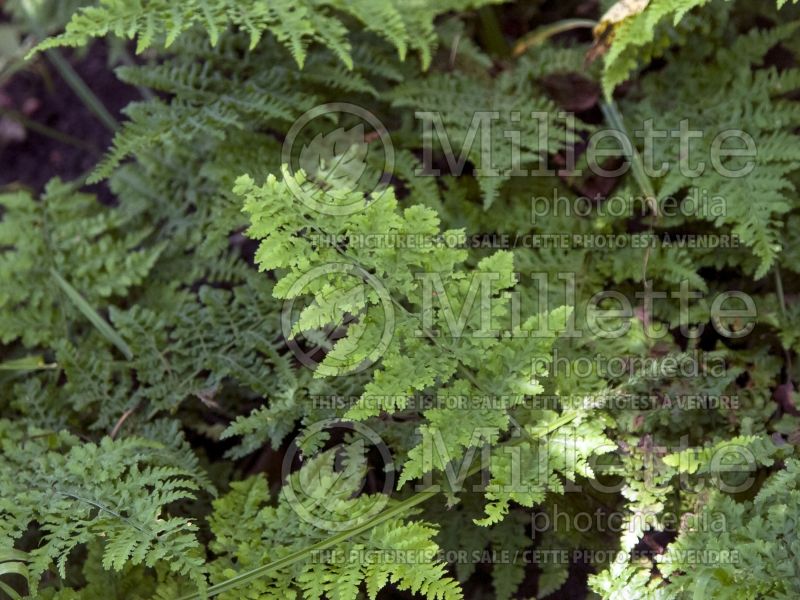 Dryopteris Crispa Whiteside (Male fern) 2 