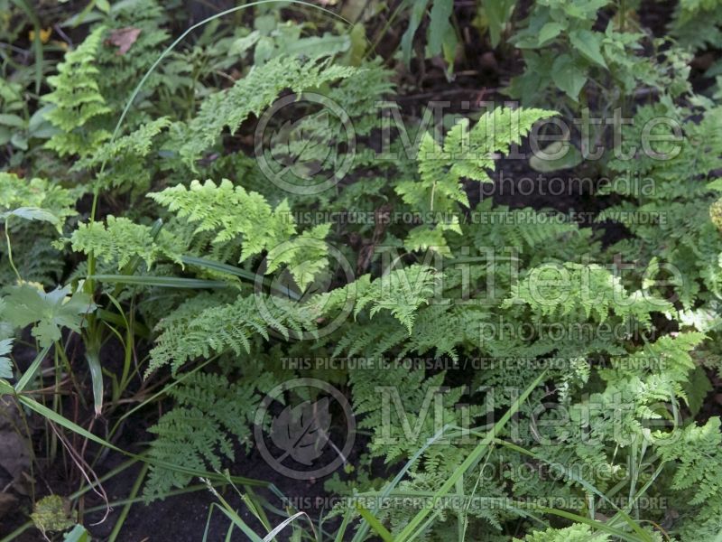 Dryopteris Crispa Whiteside (Male fern) 1 