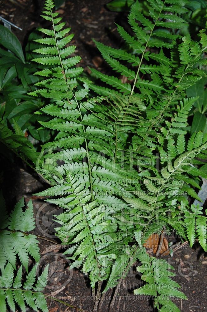 Dryopteris australis (dixie wood fern) 2 