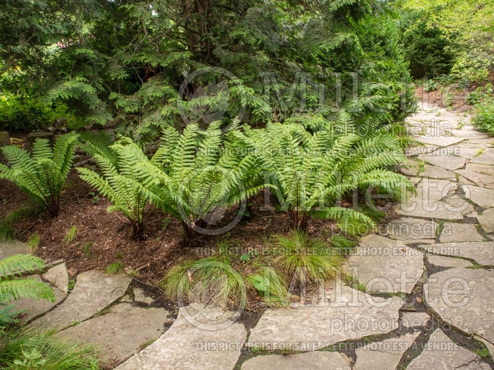 Dryopteris crassirhizoma (thick stemmed wood fern (Autumn Fern) 2