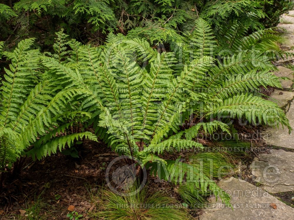 Dryopteris crassirhizoma (thick stemmed wood fern (Autumn Fern) 1