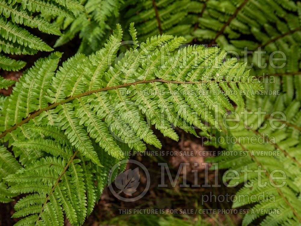 Dryopteris crassirhizoma (thick stemmed wood fern (Autumn Fern) 3