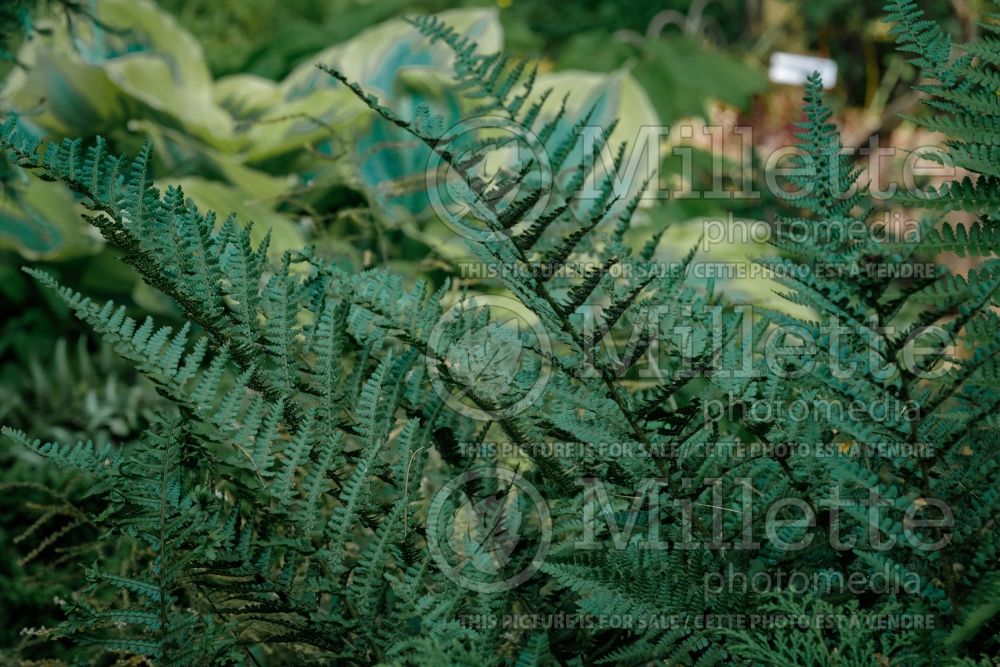 Dryopteris Barnesii (Japanese shield fern  (male fern) 2