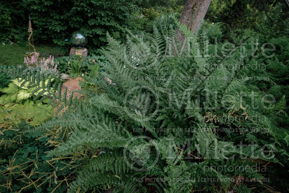 Dryopteris Barnesii (Japanese shield fern  (male fern) 3