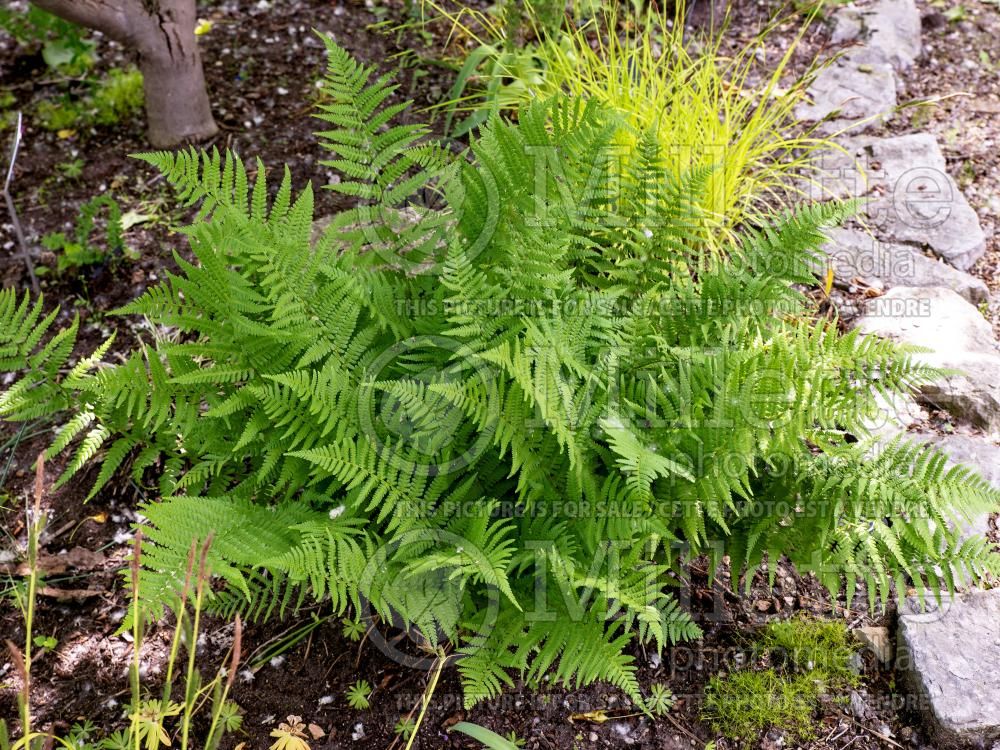 Dryopteris remota (Remote Wood Fern) 2