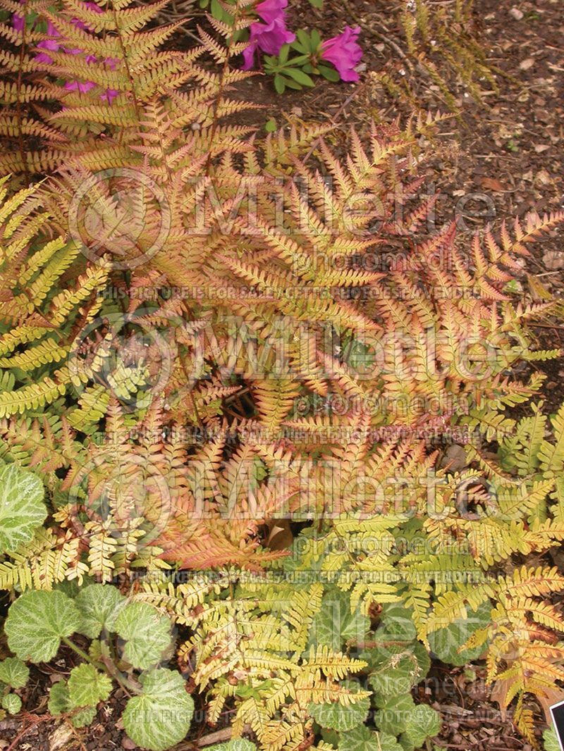 Dryopteris Brilliance (Autumn Fern)   1