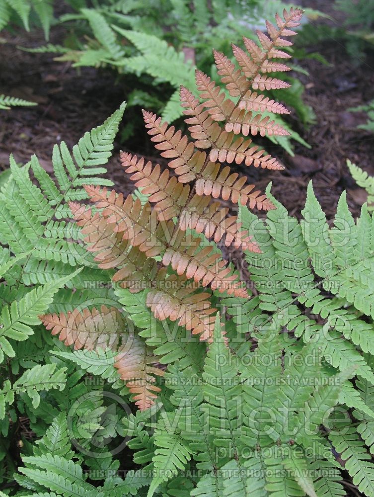 Dryopteris Brilliance (Autumn Fern)   2