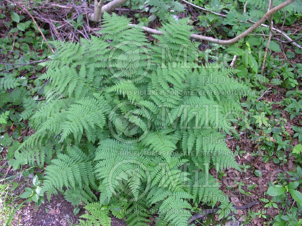 Dryopteris carthusiana aka spinulosa  (wood fern) 1 