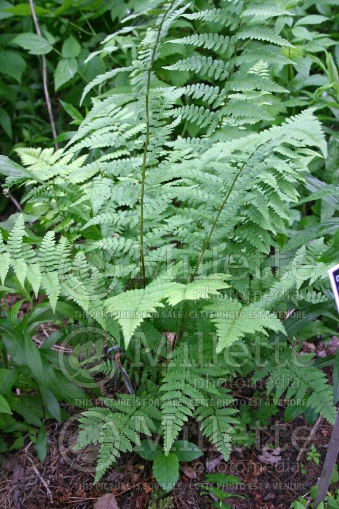 Dryopteris cristata (Autumn Fern) 1 