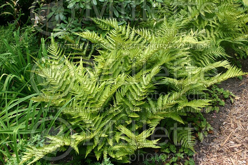 Dryopteris erythrosora (Japanese shield fern  (Autumn Fern) 1