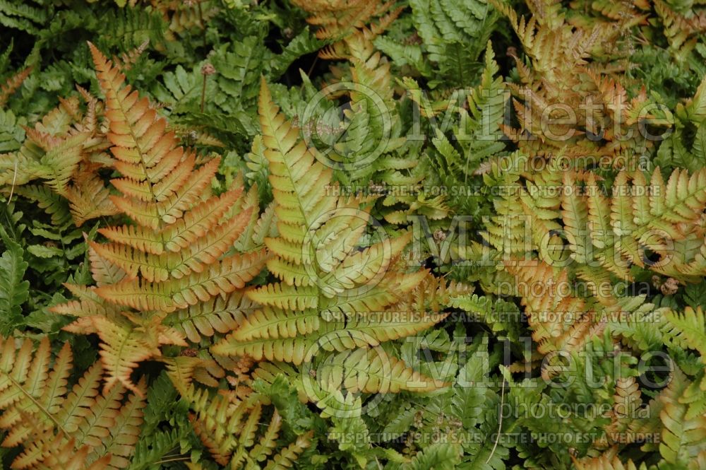 Dryopteris Brilliance (Autumn Fern)  3 