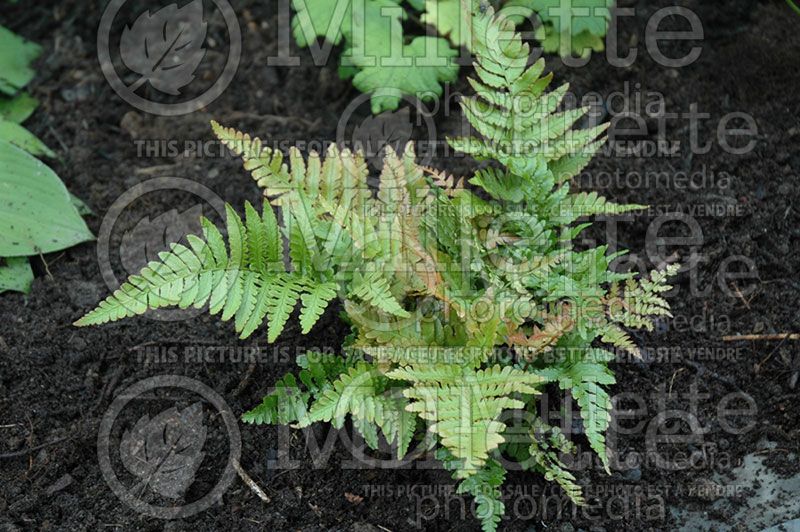 Dryopteris Brilliance (Autumn Fern)  4