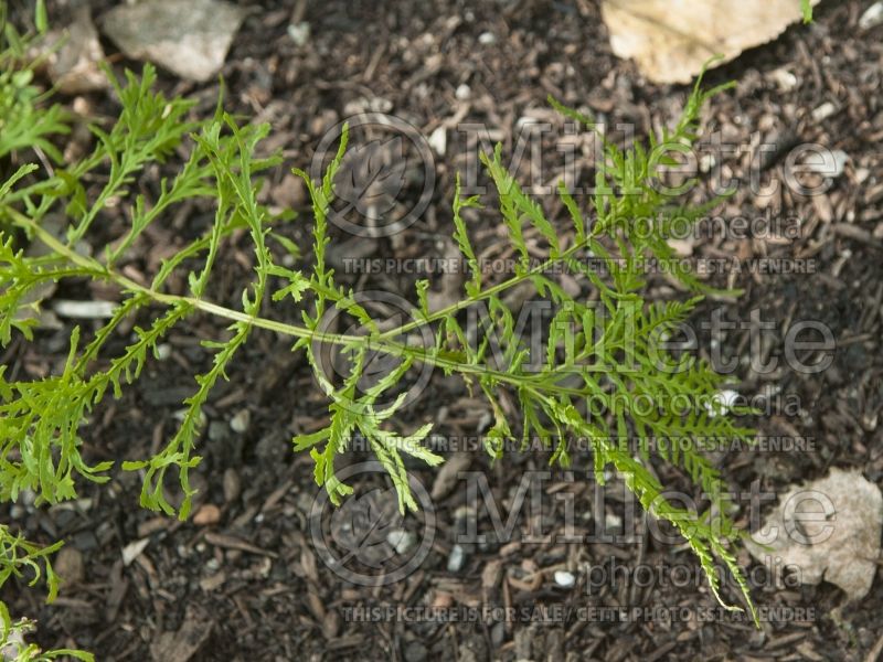 Dryopteris Linearis Polydactyla (Male fern) 3 