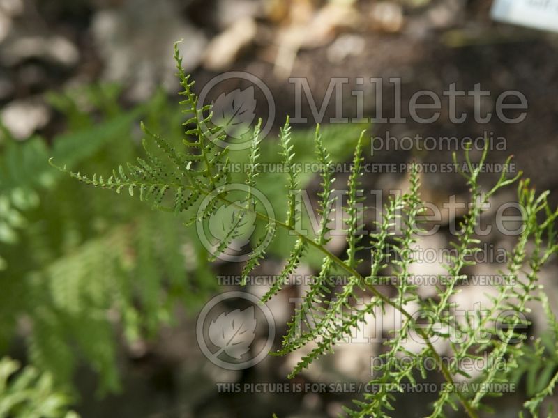 Dryopteris Linearis Polydactyla (Male fern) 2 