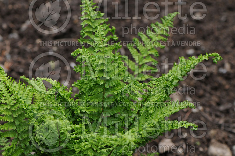 Dryopteris Parsley (Male fern) 1 