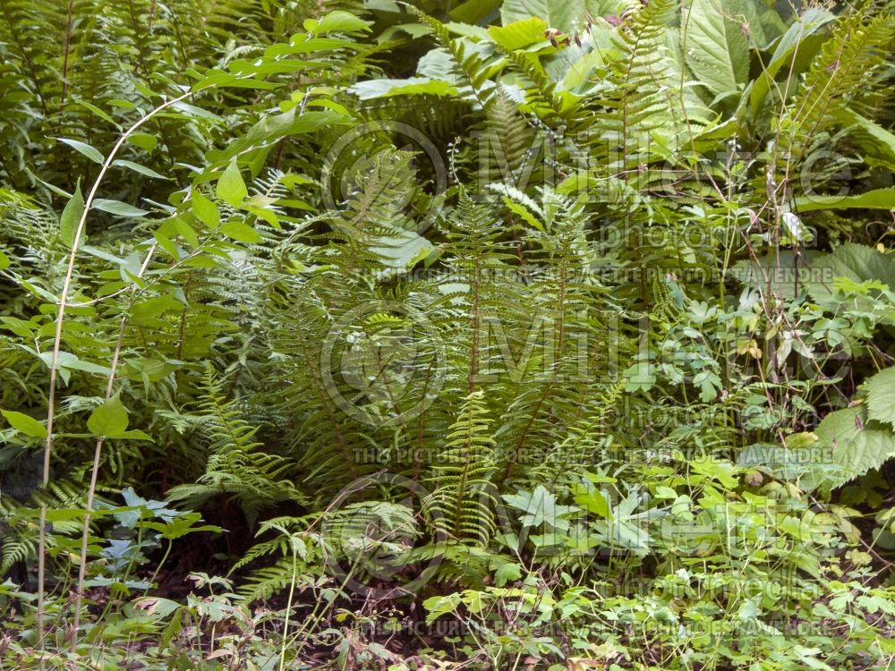 Dryopteris Undulata Robusta (Japanese shield fern  (male fern) 1