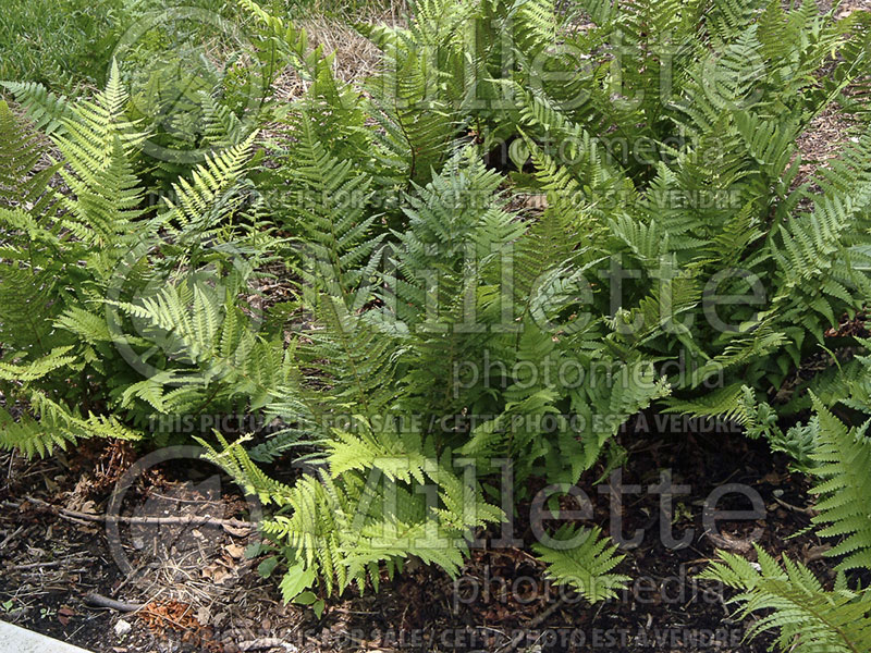 Dryopteris filix-mas (Male fern) 2 