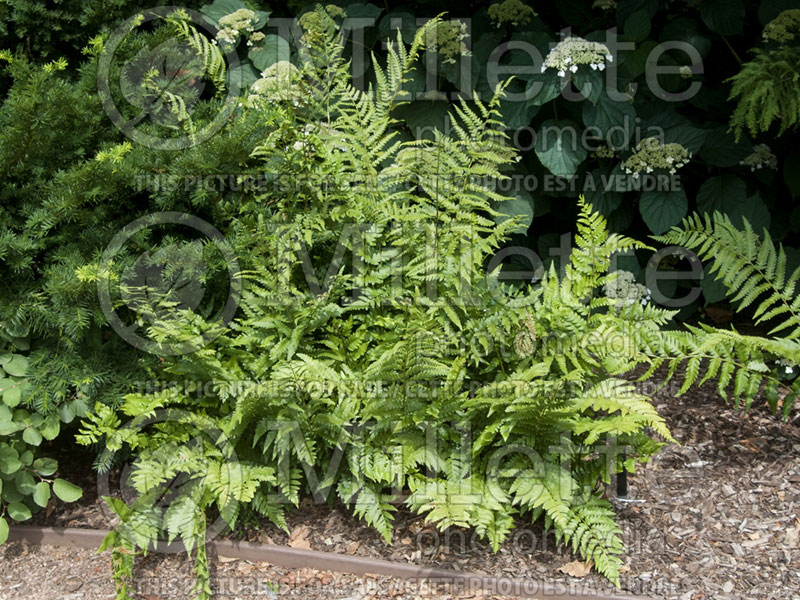 Dryopteris goldiana (giant wood fern Goldie's shield fern) 5 