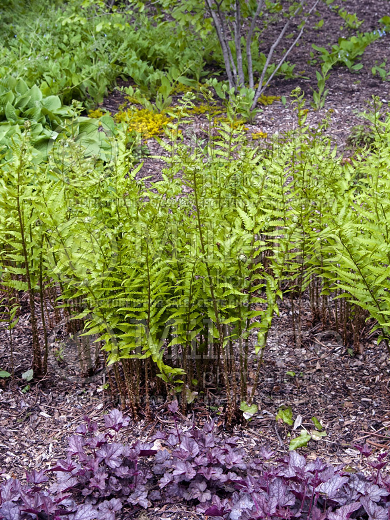 Dryopteris goldiana (giant wood fern Goldie's shield fern) 6 