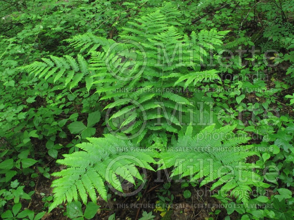 Dryopteris goldiana (giant wood fern Goldie's shield fern) 1 