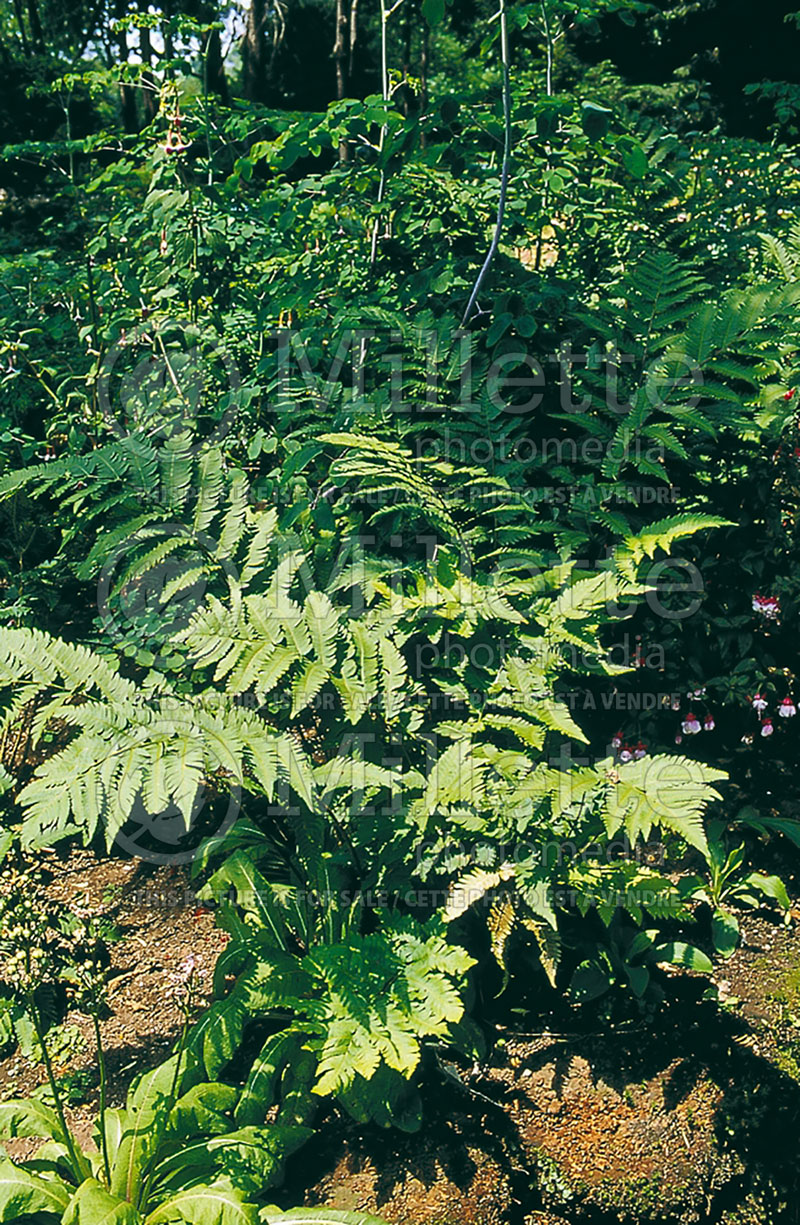 Dryopteris goldiana (giant wood fern Goldie's shield fern) 3 